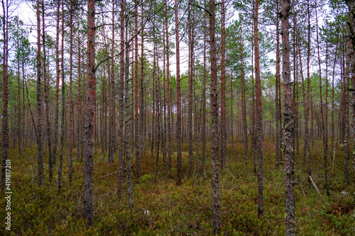 Pine tree forest in the Blind swamp trail in Latvia
