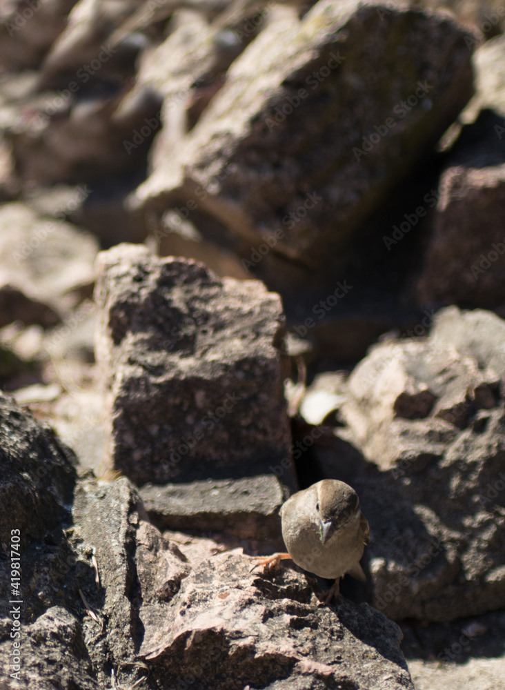 Sparrow on Rocks. Camouflage in Nature Sparrow on Rocks. Camouflage in Nature