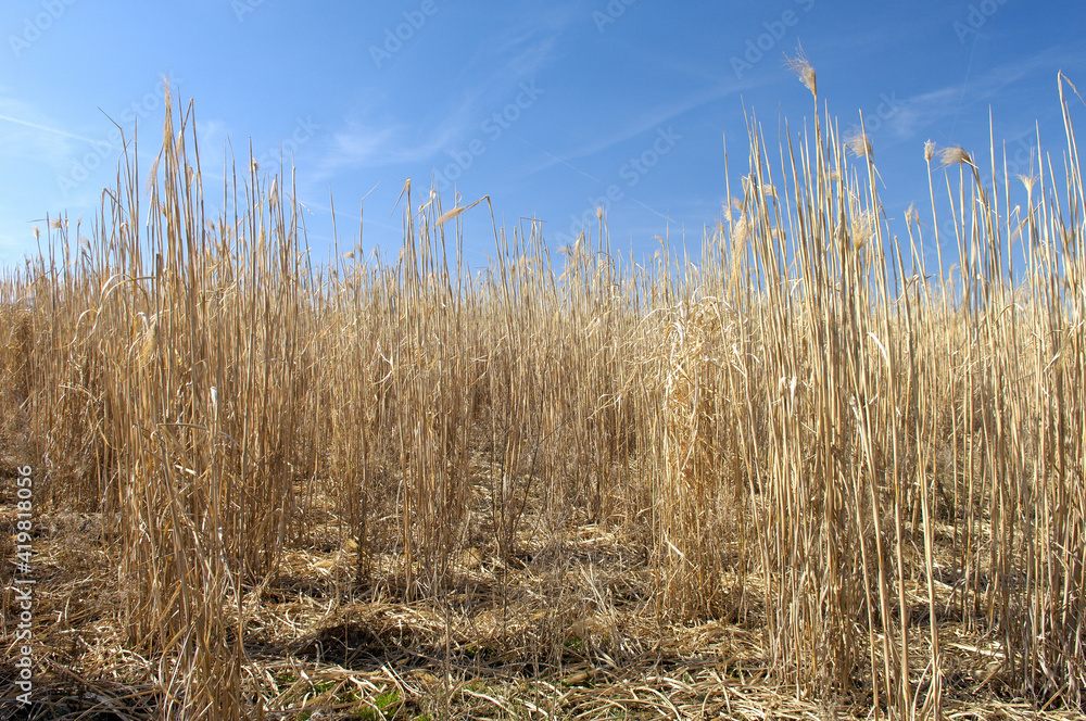Fototapeta premium Champ de miscanthus à maturité