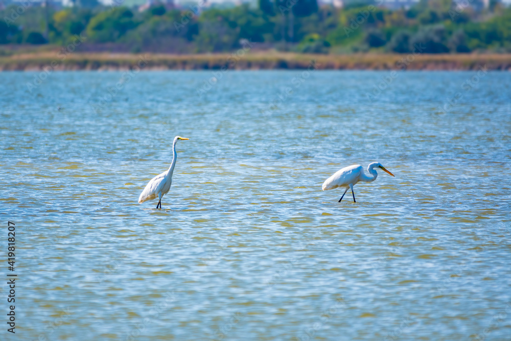 Fototapeta premium Two white herons stands in the lake