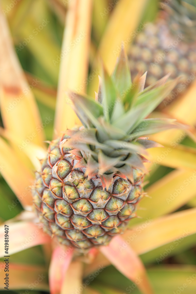 Pineapple in Dole plantation Oahu Hawaii | Plants Nature Landscape Travel Pineapple in Dole plantation Oahu Hawaii | Plants Nature Landscape Travel