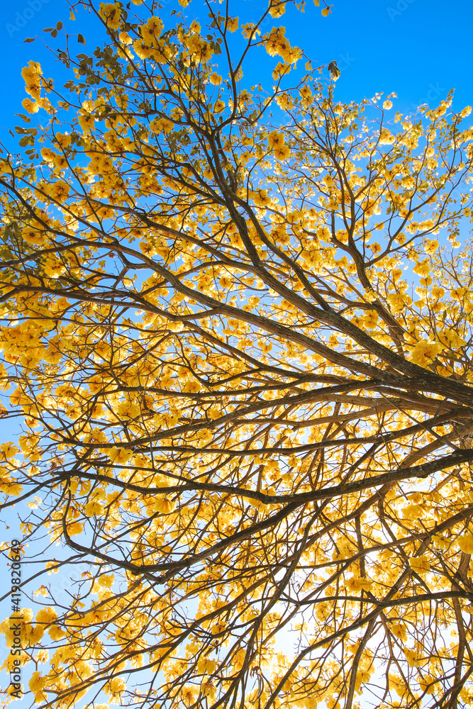 Tabebuia donnell-smithii. Tabebuia is a genus of flowering plants in the family Bignoniaceae. Oahu Hawaii