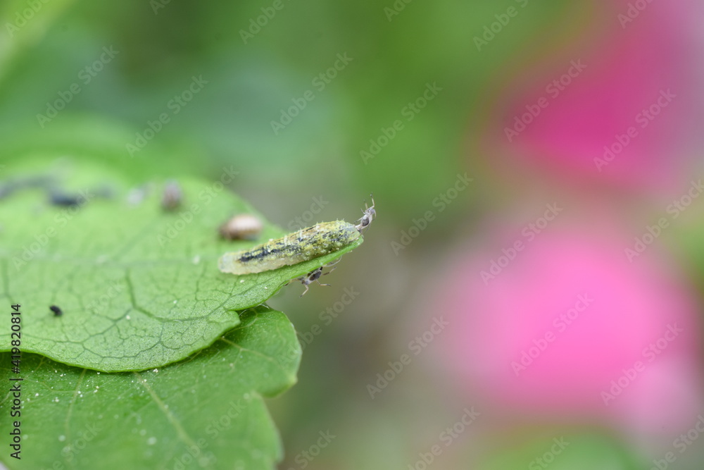 Schwebfliegenlarve frisst Blattläuse