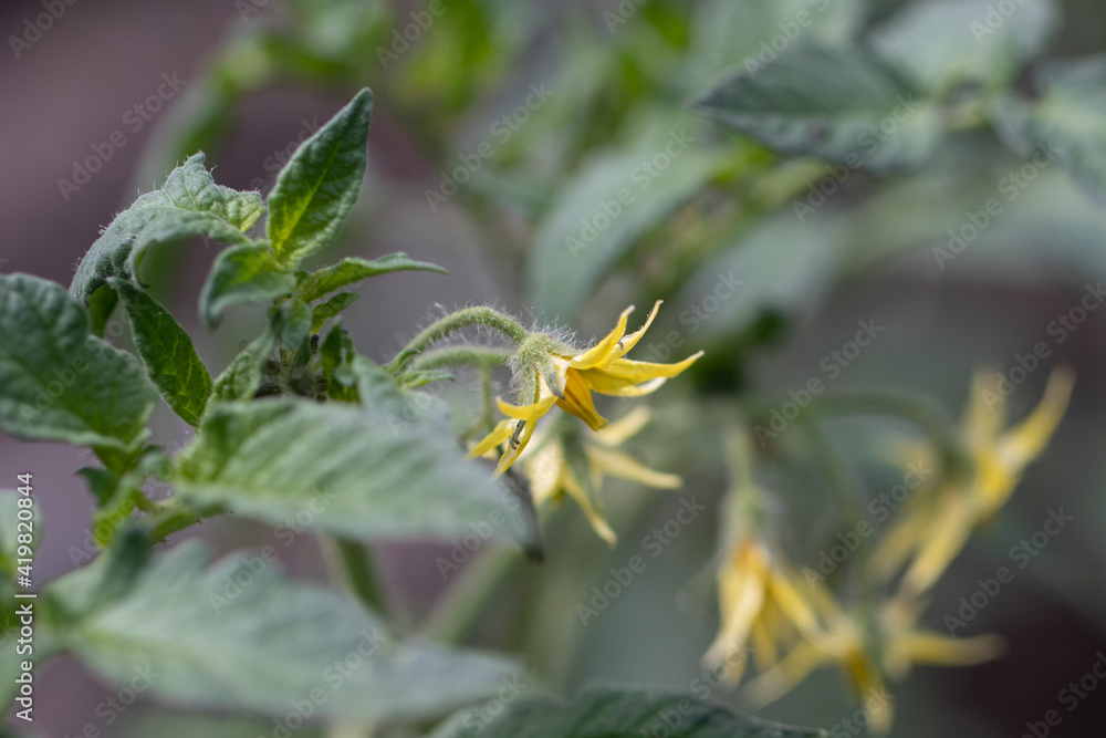Tomato Plant Fowers Blooming. Spring in the Garden Tomato Plant Fowers Blooming. Spring in the Garden