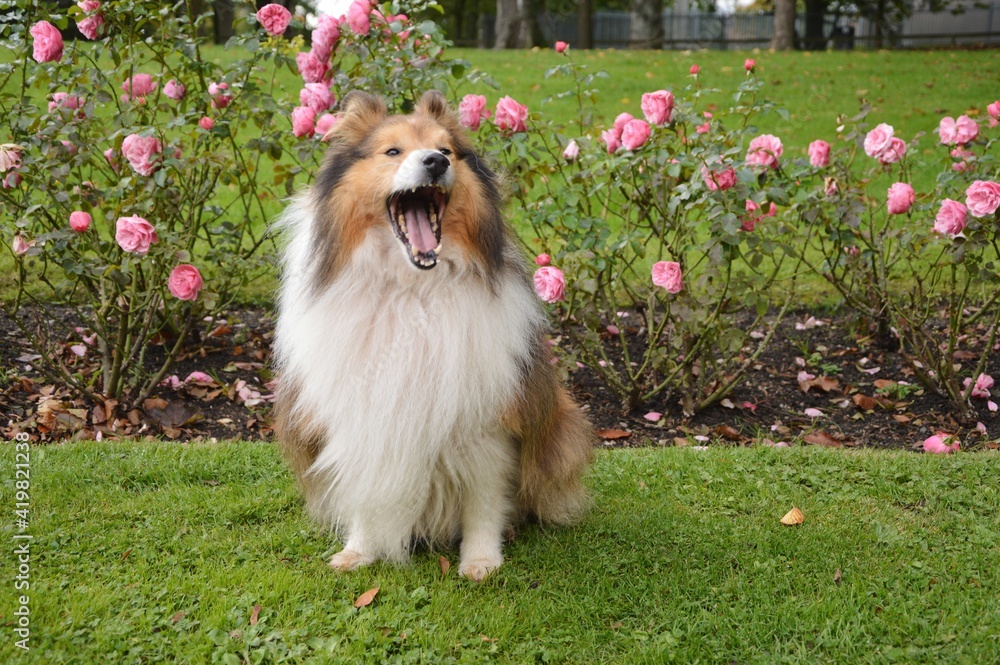 Portrait of a Sheltie Shetland Sheepdog yawning Portrait of a Sheltie Shetland Sheepdog yawning