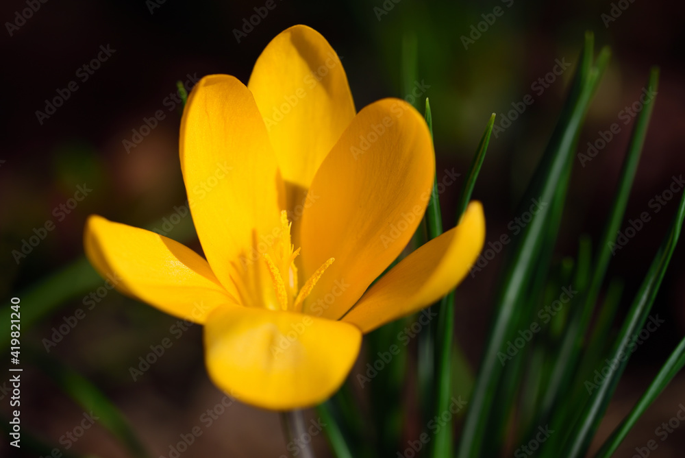 In spring, the crocus blooms yellow and bright against a dark background in nature In spring, the crocus blooms yellow and bright against a dark background in nature