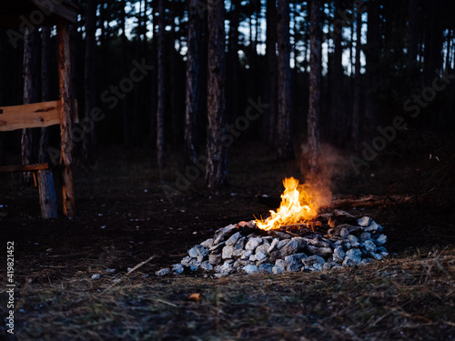 Bonfire in nature in the forest and tall pine trees in the background