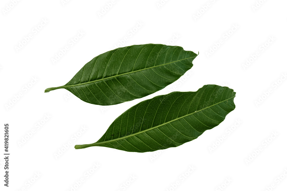 Fresh mango green leaves on a white background Fresh mango green leaves on a white background