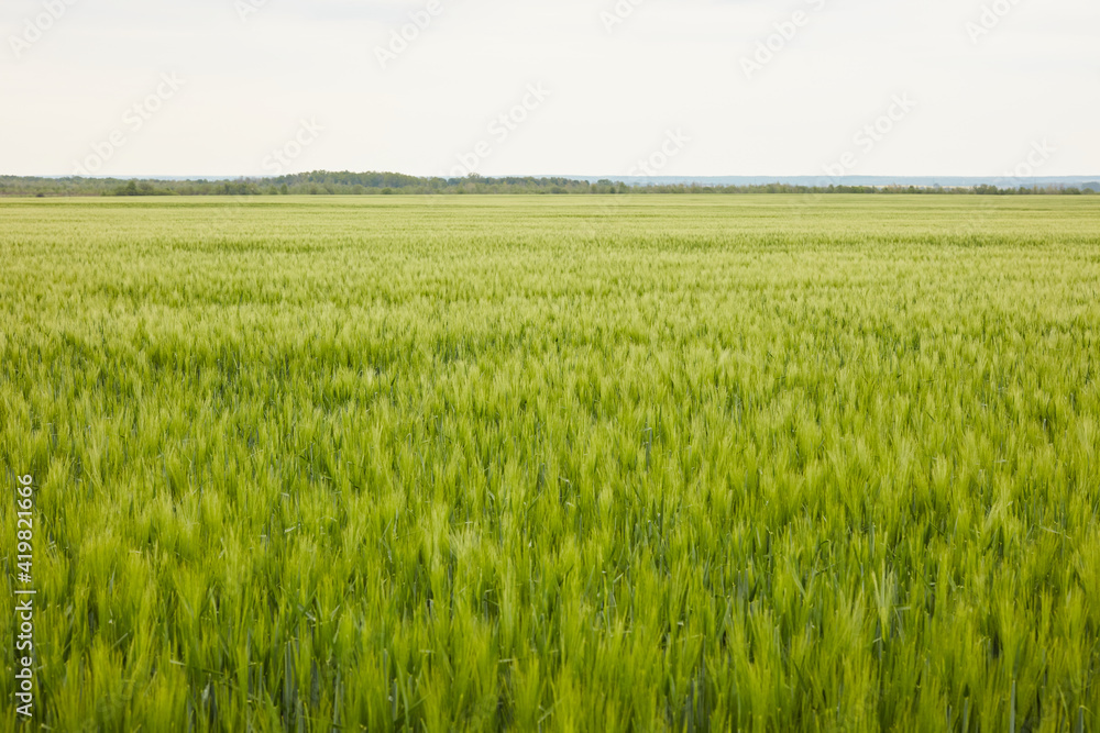 green wheat in the field green wheat in the field
