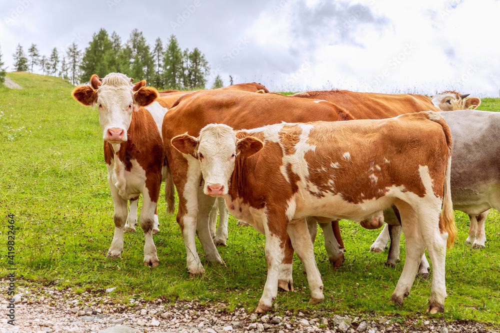 Group of young cows in the Italian Alps Group of young cows in the Italian Alps