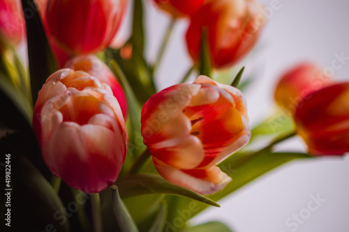 Spring. Red and Yellow Tulip Bouquet Details