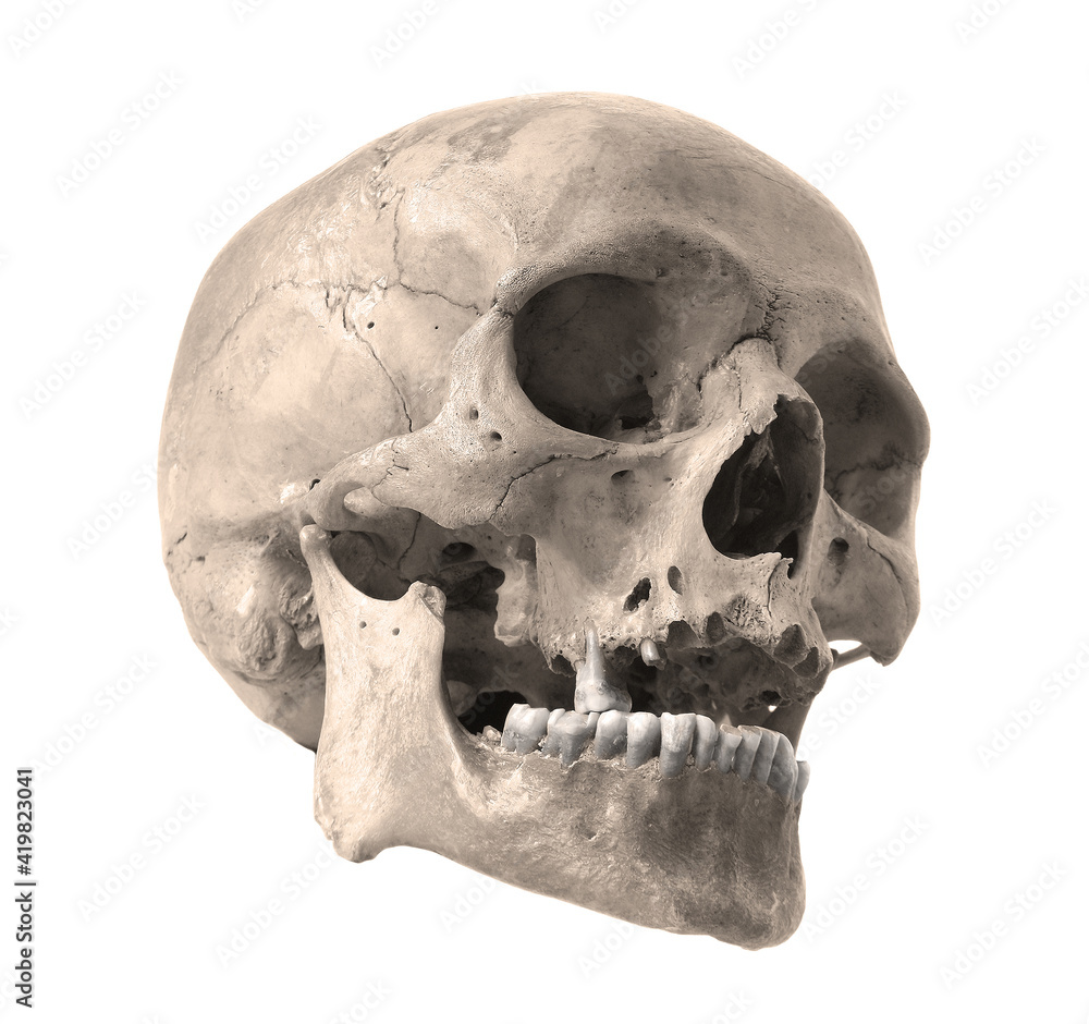 Obraz premium Skull of the person on a white background.