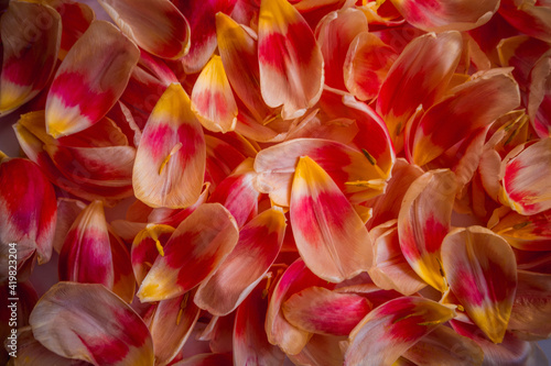 Red and Yellow Gradient Tulip Petal Full Background