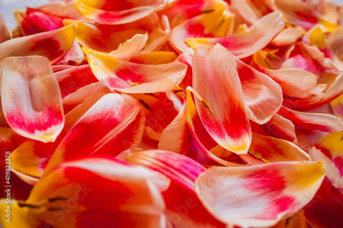 Red and Yellow Gradient Tulip Petal Background