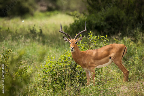 Closeup of Impala image taken on Safari located in the Tarangire, National park, Tanzania