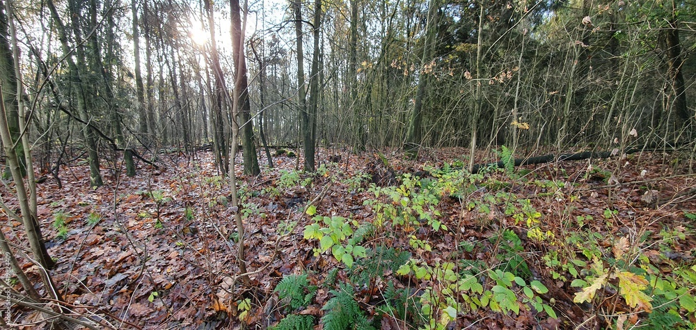 forest forest