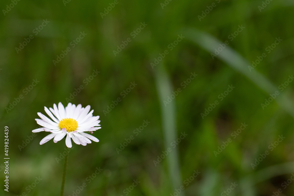Simple Single White English Daisy Green Nature Background Simple Single White English Daisy Green Nature Background