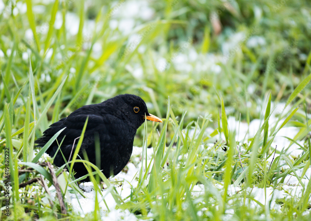 Fototapeta premium A blackbird forages for food amongst snow-covered grass
