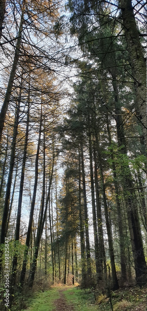 forest forest
