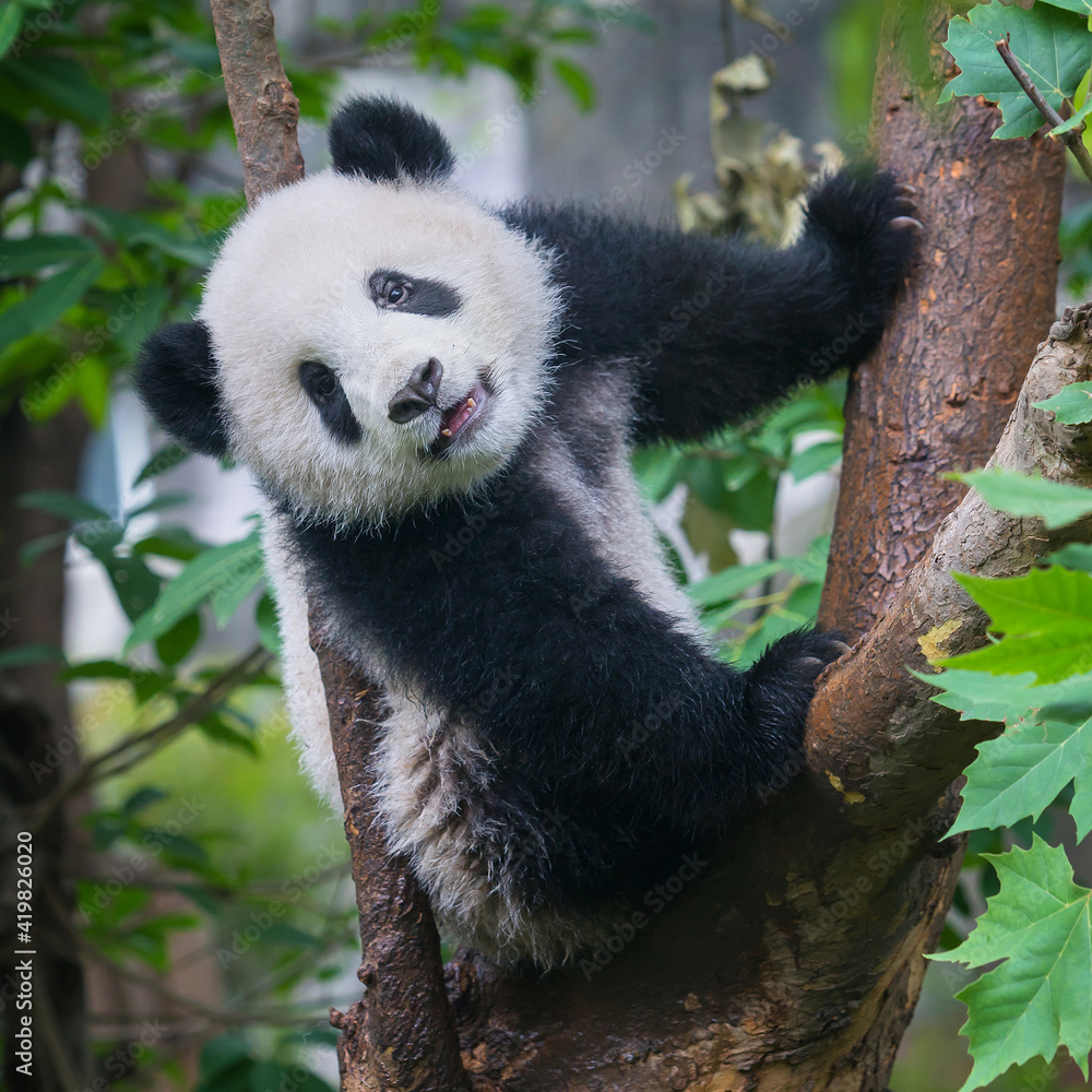 Obraz premium Cute giant panda bear in tree