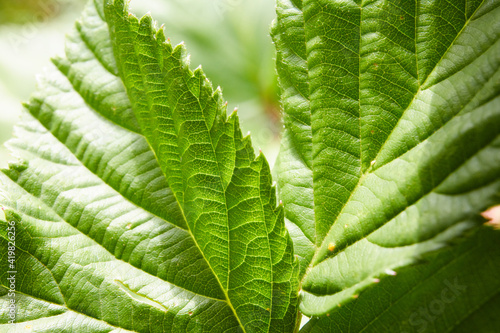 close up of green leaf