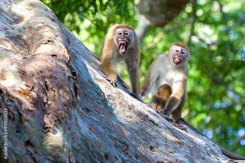 A pair of angry Toque macaques sit in a tree in Yala National Park in southern Sri Lanka.