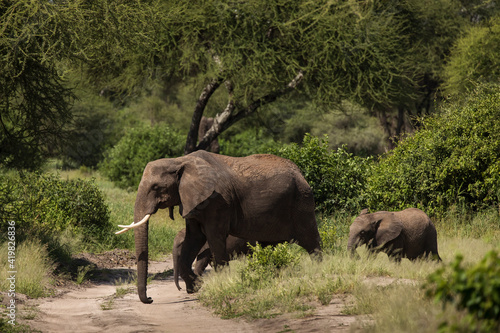 Photography Beautiful elephants during safari in Tarangire National Park, Tanzania