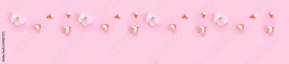 Panorama spring nature background with white flowers on a pink background