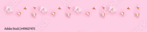 Panorama spring nature background with white flowers on a pink background