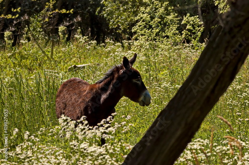 Beautiful brown donkey walks in a meadow with blooming wildflowers in summer, Nisovo, Bulgaria  