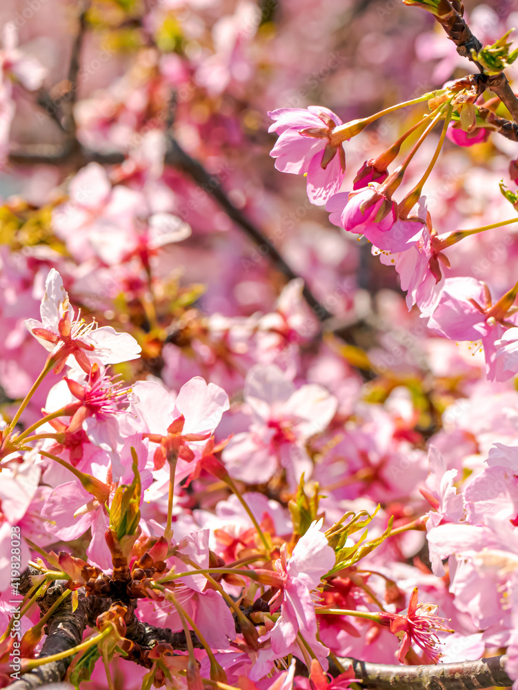 Fototapeta premium 【初春・早咲き桜】河津桜