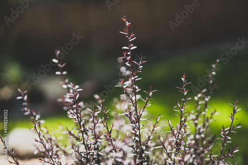 native Australian tea tree Leptospermum plant outdoor in sunny backyard photo