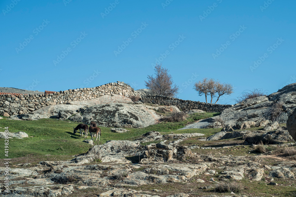 Donkeys grazing in a rural area in Riofrio, Avila, Spain