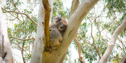 Canvas Print Wild Koala sleeping on a eucalyptus tree in Australia