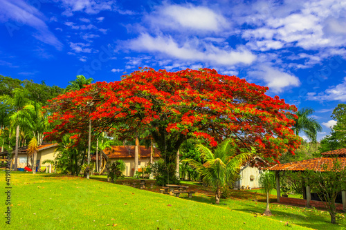 Flamboyant tree blooming  beautiful nature  Delonix regia   