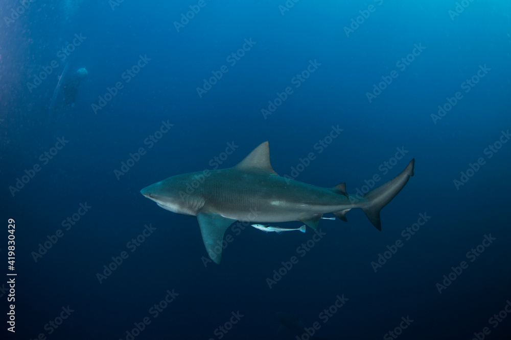 Bull shark during the dive. Sharks in the deep. Marine life in the Indian ocean. Sharks kingdom. 