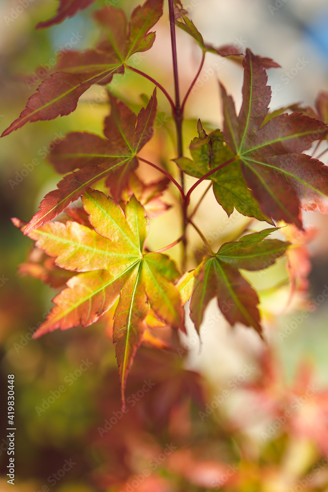 close-up of red japanese maple plant outdoor in sunny backyard close-up of red japanese maple plant outdoor in sunny backyard