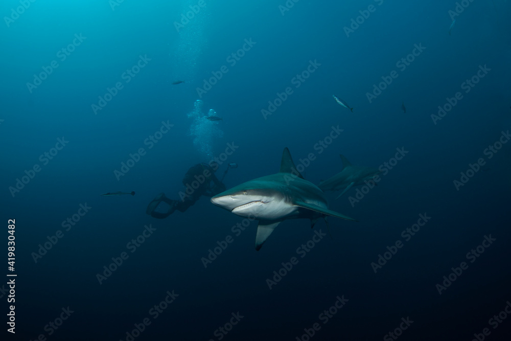 Blacktip shark during the dive. Sharks in the deep. Marine life in the Indian ocean. Sharks kingdom. Blacktip shark during the dive. Sharks in the deep. Marine life in the Indian ocean. Sharks kingdom.