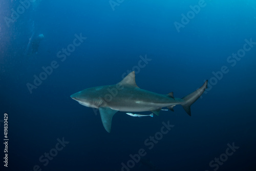 Bull shark during the dive. Sharks in the deep. Marine life in the Indian ocean. Sharks kingdom. 