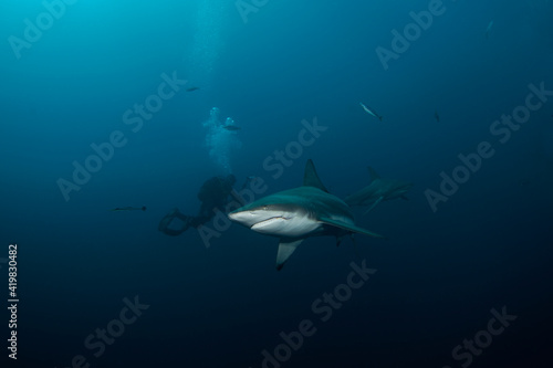Blacktip shark during the dive. Sharks in the deep. Marine life in the Indian ocean. Sharks kingdom. 