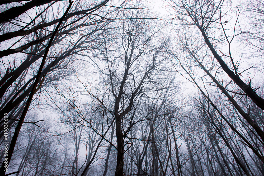 silhouettes of trees in the misty forest