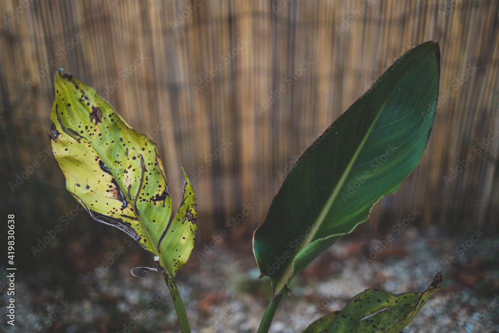 Obraz premium one healthy leaf and a dry one on a bird of paradise strelitzia plant outdoor in sunny backyard