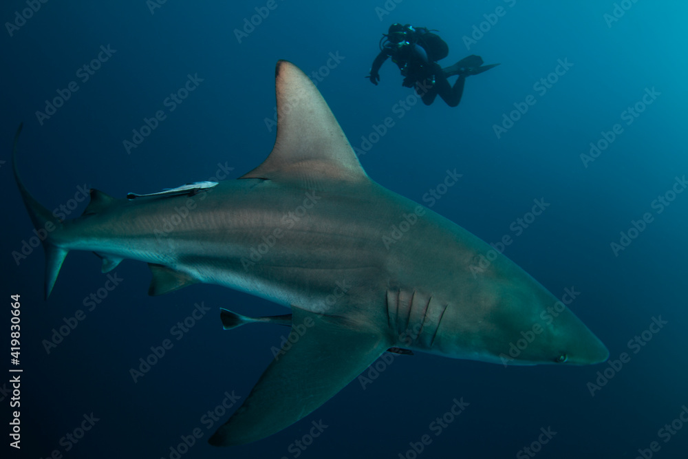 Blacktip shark during the dive. Sharks in the deep. Marine life in the Indian ocean. Sharks kingdom. 