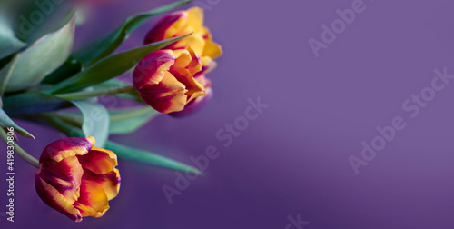 Spring floral violet backgr...
