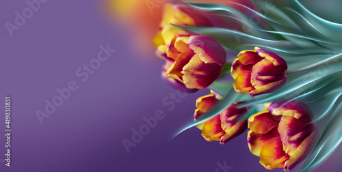 Spring floral violet background with yellow-red tulips. Background for a greeting card. 