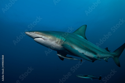 Blacktip shark during the dive. Sharks in the deep. Marine life in the Indian ocean. Sharks kingdom.  © prochym
