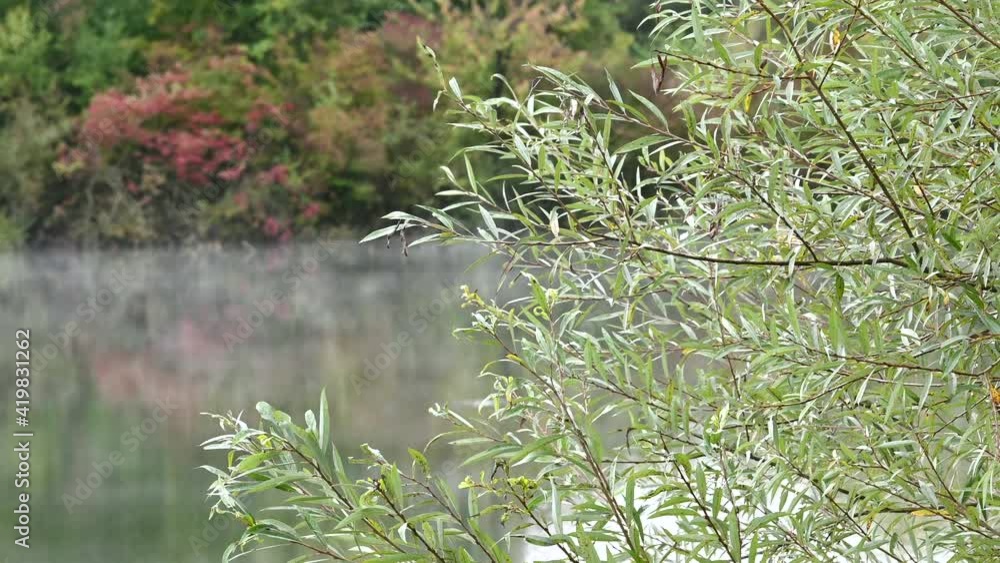 LD Hazy lake through the branches LD Hazy lake through the branches