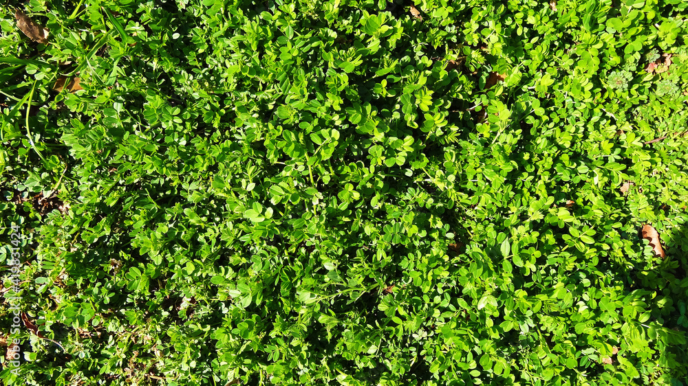 Obraz premium wildflowers_texture_002