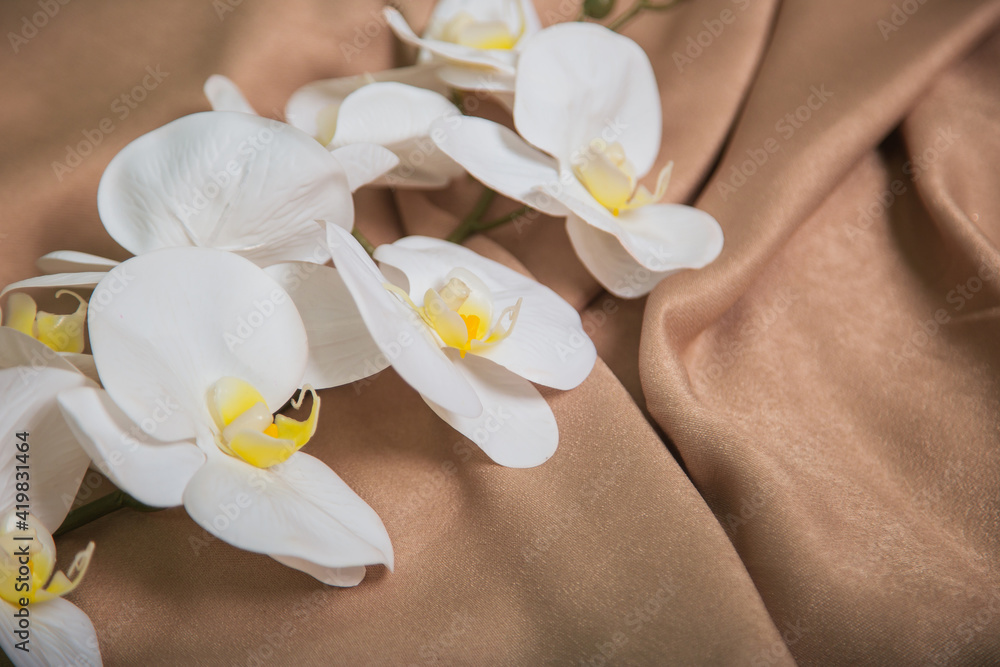 White orchid on a beige drapery. The flower White orchid on a beige drapery. The flower
