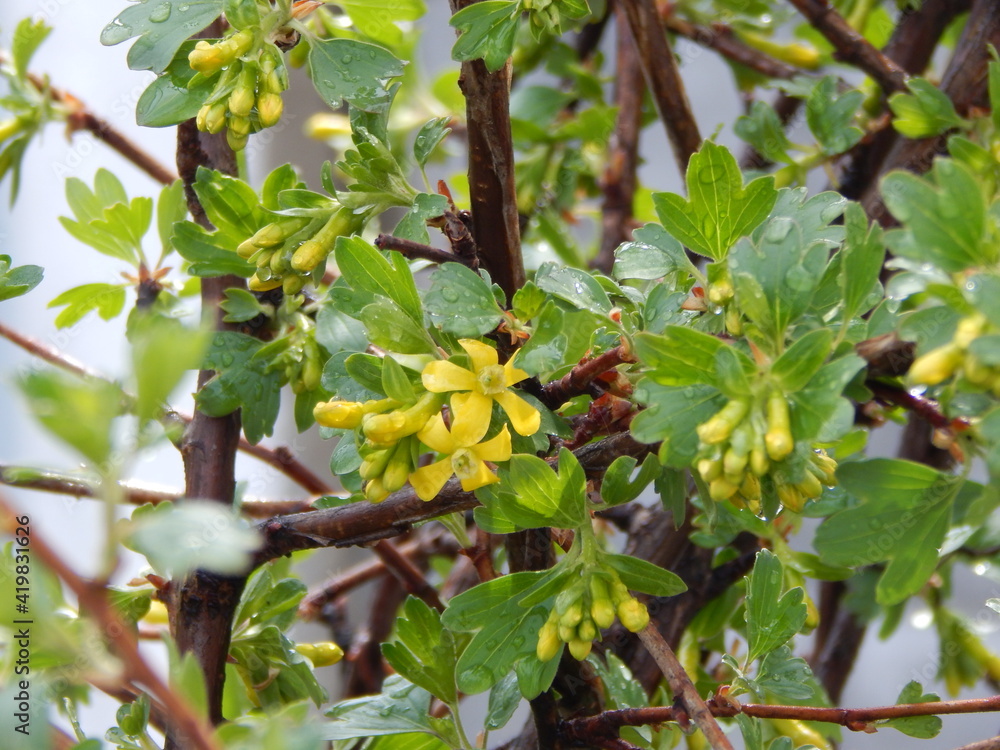 black currant bush, flowering, after rain, dewdrops, close-up, yellow flowers black currant bush, flowering, after rain, dewdrops, close-up, yellow flowers